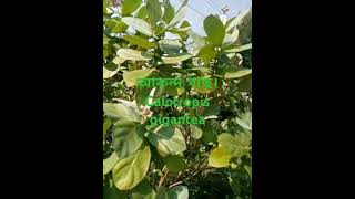 Calotropis gigantea আকন্দ গাছ।helpfull nature foryou herbs [upl. by Amiaj]