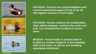 Recording scarce breeding ducks  Pochard Shoveler amp Wigeon [upl. by Efar]