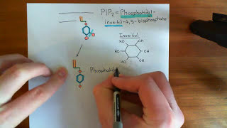 Clathrin Mediated Endocytosis and The Endocytic Pathway Part 7 [upl. by Enasus]