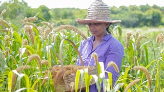 Foxtail Millet harvesting Thana hal and make sweet  mali cooking [upl. by Ahsemrac845]