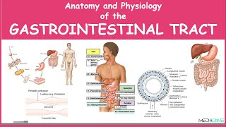 Anatomy and Physiology of the Gastrointestinal Tract Simplified [upl. by Anitserp876]