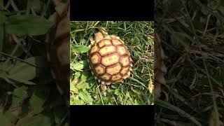 African Sulcata Tortoise Hatchling [upl. by Blinnie]