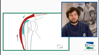 Arthrologie du membre supérieur  LEpaule [upl. by Monroe760]