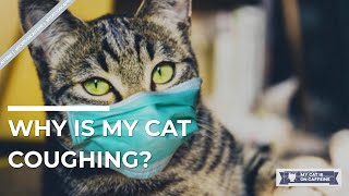 Why Is My Cat Coughing [upl. by Tifanie]