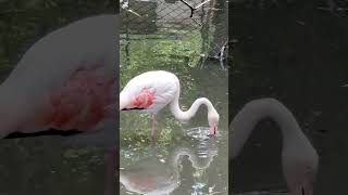 Flamingo Bird 🐦 flamingo birds shortvideo [upl. by Doowrehs275]