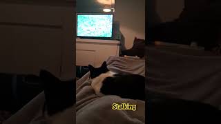 Stalking cat 🐈 cat trending catlover cutecat video [upl. by Miguelita476]