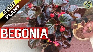 BEGONIA PLANT CARE How to Grow and Propagate Begonia Cuttings  Garden Tips in English [upl. by Wendi]