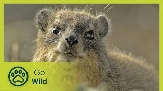 The Dassie  A South African Survival Specialist  Go Wild [upl. by Philps]