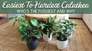 Hard to Easy Calathea  Whos the Fussiest and Why [upl. by Llenrag]