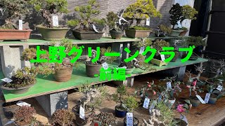 【東京都上野】植物好きが最後に行き着くと噂の場所、盆栽協同組合本部の常設販売スペースが至高の魅力で溢れていた｜Japanese Bonsai Club｜前編｜上野グリーンクラブ vol10 [upl. by Iveel734]