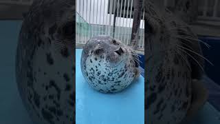 seal doing practically nothing seal sealy sealpup cuteseal funnyseal adorableseal funnyanimal [upl. by Mommy]