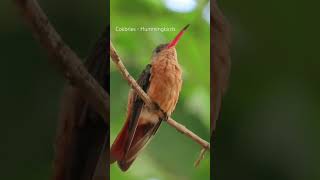 Colibríes  Hummingbirds birding birds hummingbird colibrí amazingbird [upl. by Hedvig]