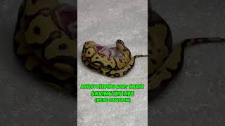 ASSIST FEEDING BABY BALL PYTHON TO SAVE HIS LIFE [upl. by Chambers]