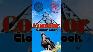 Epic Condor Facts the Largest flying bird epiccondorfacts condorfacts wildlife [upl. by Freud]