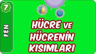 Hücre ve Hücrenin Kısımları  7 Sınıf Fen evokul Kampı [upl. by Areic]