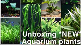 UNBOXING NEW aquarium plants [upl. by Onaicilef659]