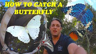 HOW TO CATCH A BUTTERFLY 7 TIPS [upl. by Nelluc783]