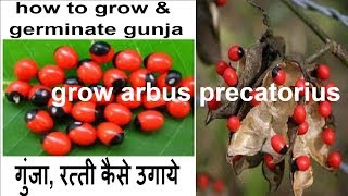 how to grow amp germinate gunja ratti Abrus precatorius crab eye plant from seeds at home in hindi [upl. by Latsirk]