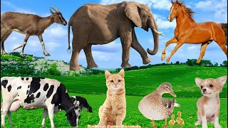 Relaxing Animal Sounds Cat Goat Horse Dog DuckCow  Animal Videos [upl. by Pinter]