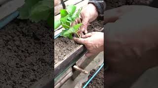 Recycling plastic bottles harvesting strawberries peppergrowing garden diy gardening farming [upl. by Melba]