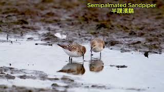 Semipalmated Sandpiper 半蹼濱鷸 [upl. by Nuzzi]