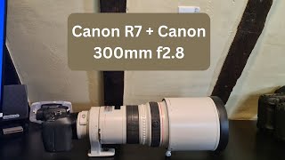 Canon R7  How Well Does it Work on The Canon 300mm F28 [upl. by Eiluj]