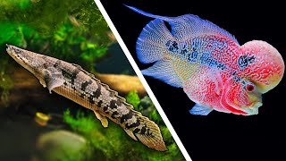 Top 5 LARGE Fish For Your Aquarium [upl. by Palestine]