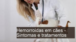 Cachorro tem hemorroida  Sintomas causas e tratamentos [upl. by Nillok597]