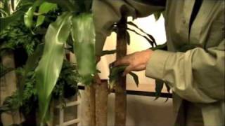 Prune this Pruning a quotCorn Plantquot Dracaena Massangeana [upl. by Reidid]