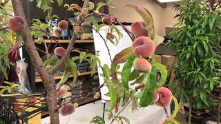 GROWING NECTARINES amp PEACHES  LIVESTREAM [upl. by Poucher394]