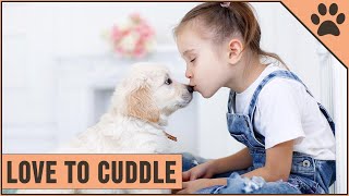 Top 10 Dogs That Love To Cuddle [upl. by Ainnet]