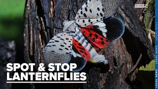 Stop the next wave of the invasive species Spotted Lanternflies [upl. by Scharff]