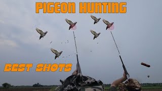 Pigeon Hunting in Pakistan 2024  Pigeon Hunt with Shotguns  Best shots  PAK SHOOOTERS [upl. by Llednov367]