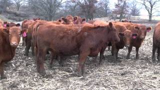 KINCHEN RANCH RED ANGUS HEIFERS [upl. by Shotton968]