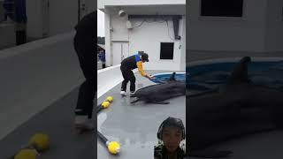 Interaction between dolphins and staff after dolphins show lolshorts subscribe [upl. by Magdaia137]