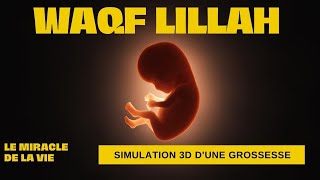 ► Le miracle de la vie simulation 3D dune grossesse [upl. by Adnihc]