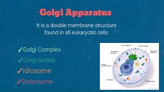 Golgi complex structure composition and functionscell biology [upl. by Bissell]