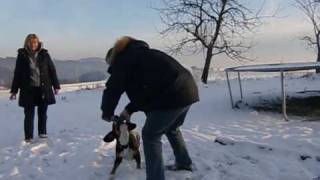 Spaß für Mensch und Hund  Entlebucher Sennenhund [upl. by Asit]