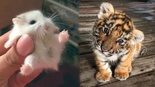 AWW Animals SOO Cute Cute baby animals Videos Compilation cute moment of the animals 2 [upl. by Siekram798]