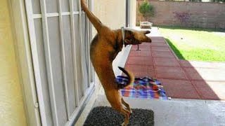 The most DRAMATIC DOG on the planet 🤣🐶 Funny Dog Videos 2024 [upl. by Nowyt645]