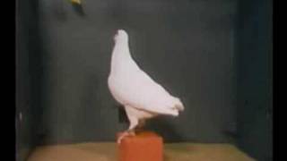 A Pigeon Solves the Classic BoxandBanana Problem [upl. by Mccandless]