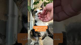 تتوقعوا تسامحني؟💔🤕 cat قطط اكسبلور قطتي [upl. by Aehs]