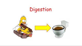 CCEA GCSE Biology Digestion [upl. by Cooley]