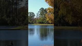 Four Sandhill Cranes Singing This Morning [upl. by Nipsirc]