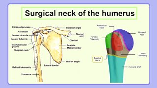 surgical neck of the humerus [upl. by Bakki530]