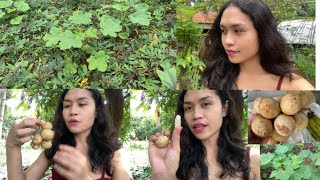 Our Vegetable Garden  Eating Lanzones Fruit Lansium ParasiticumLongkong Mukbang [upl. by Cooperman248]