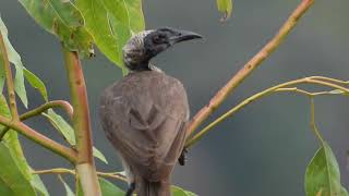 Helmeted Friarbird [upl. by Hollingsworth659]