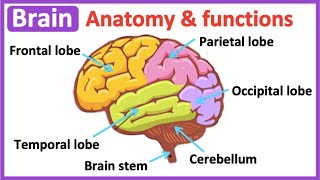 Brain anatomy amp function 🧠 Easy science learning video [upl. by Nosirb]