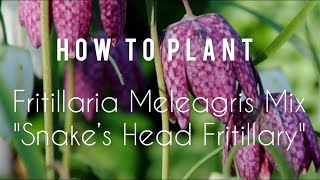 How to plant Fritillaria Meleagris Mix  Snake’s Head Fritillary  Tutorial  Gardening Tips [upl. by Akemaj]