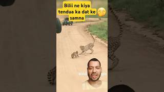 nidar billi 🐕shoetsanimals wildlife leopard viralvideo shortvideo tranding youtubeshorts [upl. by Barthelemy363]